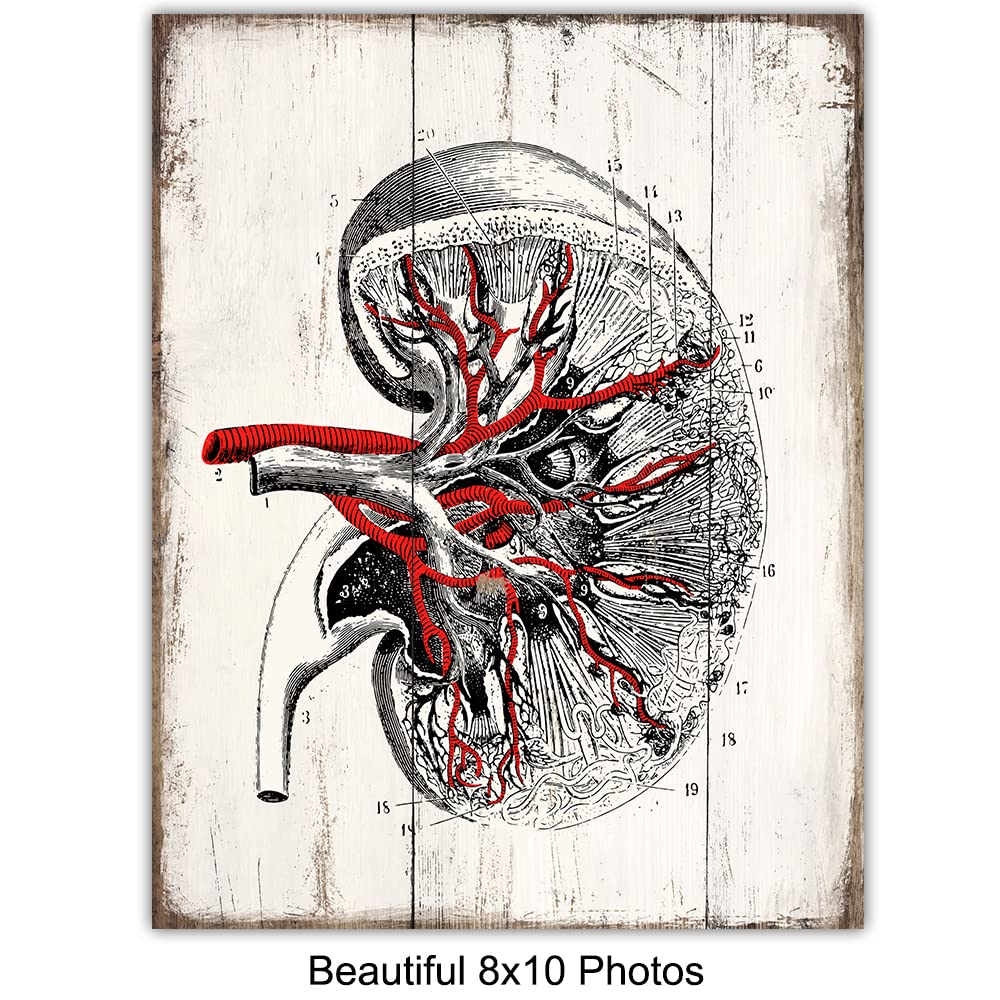 Amazon.com: Medical Anatomy - Vintage Human Organs Wall Art